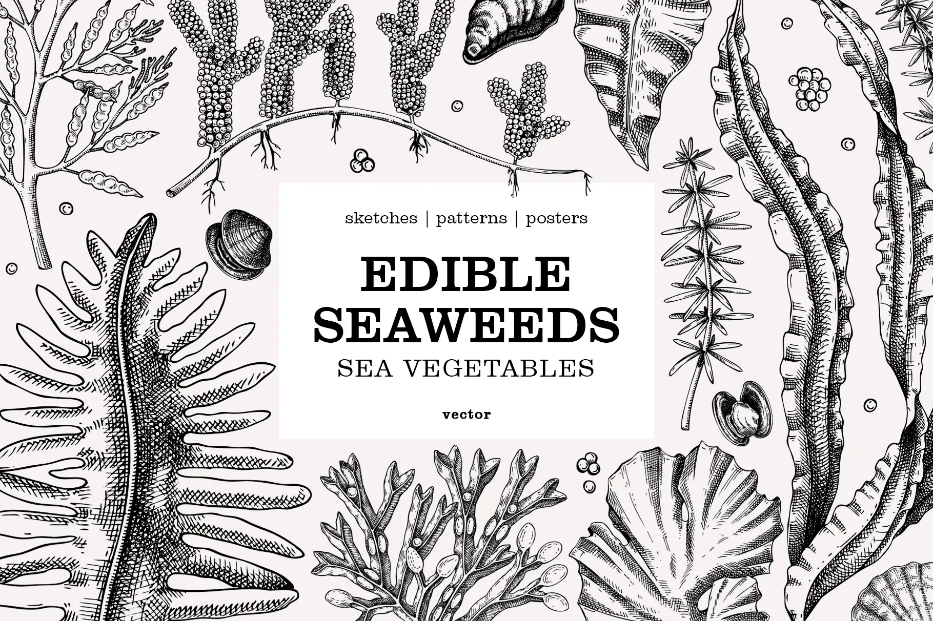 Edible Seaweed Sketches. Sea Vegetables Hand-drawn Vector Illustrations & Designs. Illustration